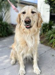 Piper - Chief Morale officer